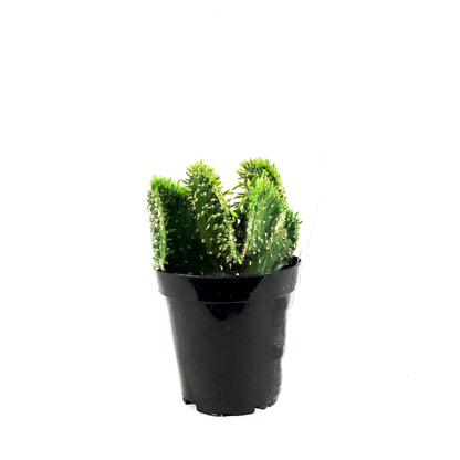 Cactus, 9cm, Opuntia Subulata Cristata Snowridge