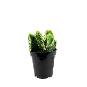 Cactus, 9cm, Opuntia Subulata Cristata Snowridge