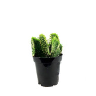 Cactus, 9cm, Opuntia Subulata Cristata Snowridge