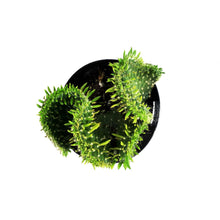 Load image into Gallery viewer, Cactus, 9cm, Opuntia Subulata Cristata Snowridge
