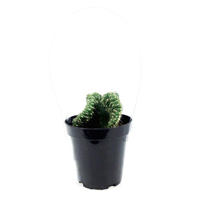 Cactus, 9cm, Opuntia Cylindrica Cris, Emerald Idol