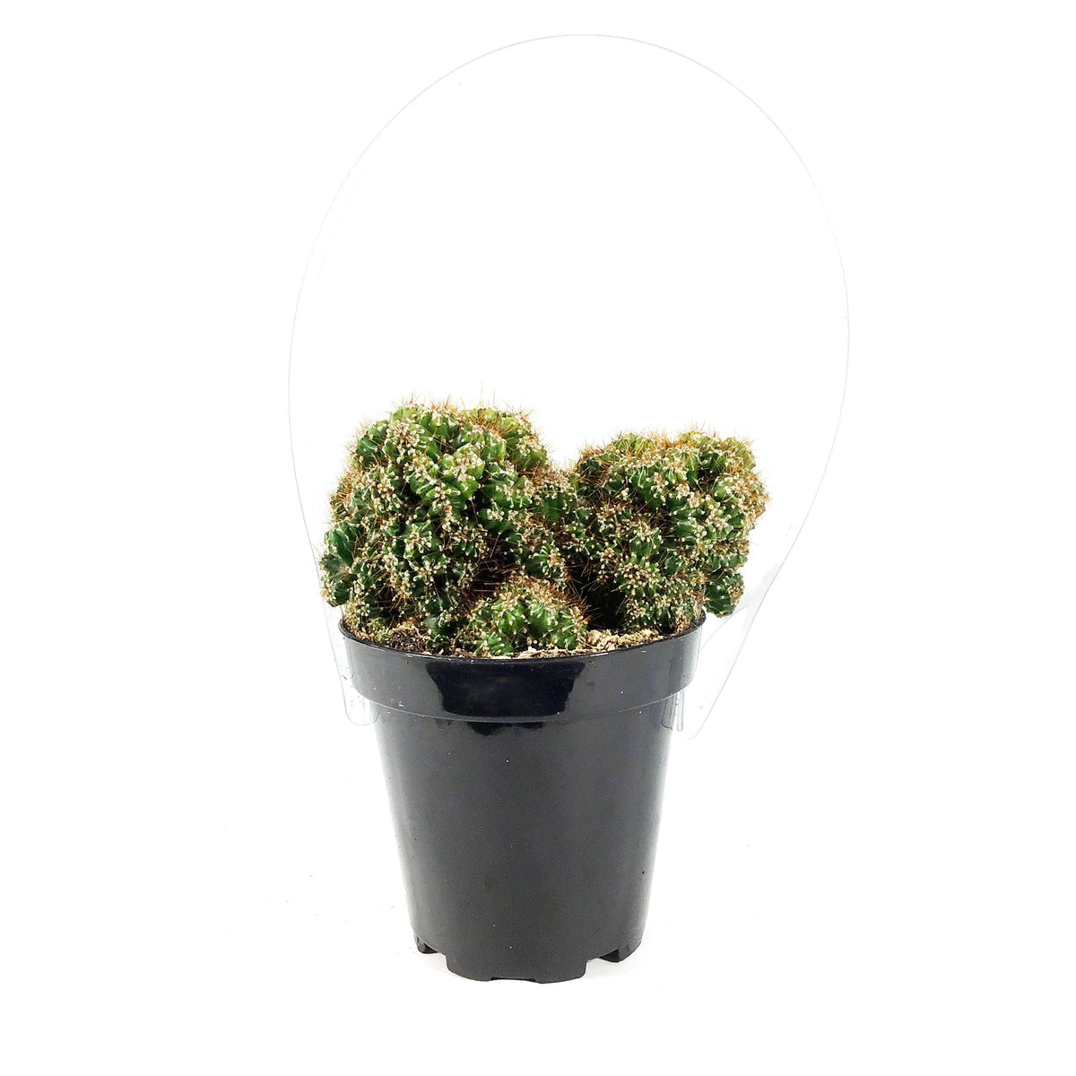 Cactus, 9cm, Cereus Monstrose 'Cafe'