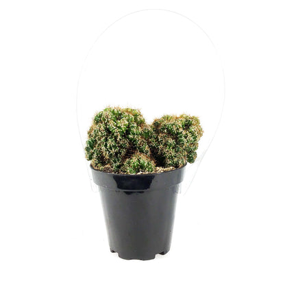 Cactus, 9cm, Cereus Monstrose 'Cafe'