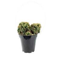 Cactus, 9cm, Cereus Monstrose 'Cafe'