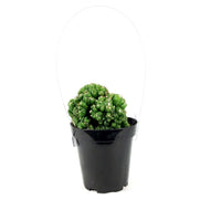 Cactus, 9cm, Cereus Monstrose 'Duende'
