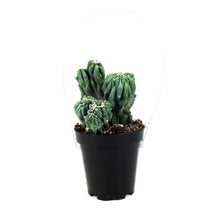 Load image into Gallery viewer, Cactus, 9cm, Cereus Peruvianus Monstrose
