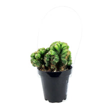 Load image into Gallery viewer, Cactus, 9cm, Cereus Yoke Num Chote
