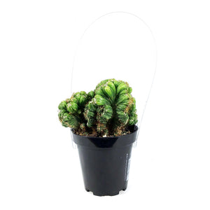 Cactus, 9cm, Cereus Yoke Num Chote
