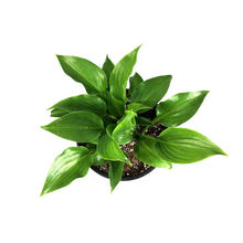 Load image into Gallery viewer, Hosta, 1 gal, Invincible
