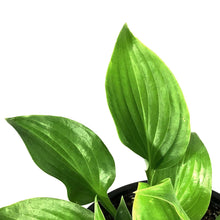 Load image into Gallery viewer, Hosta, 1 gal, Invincible
