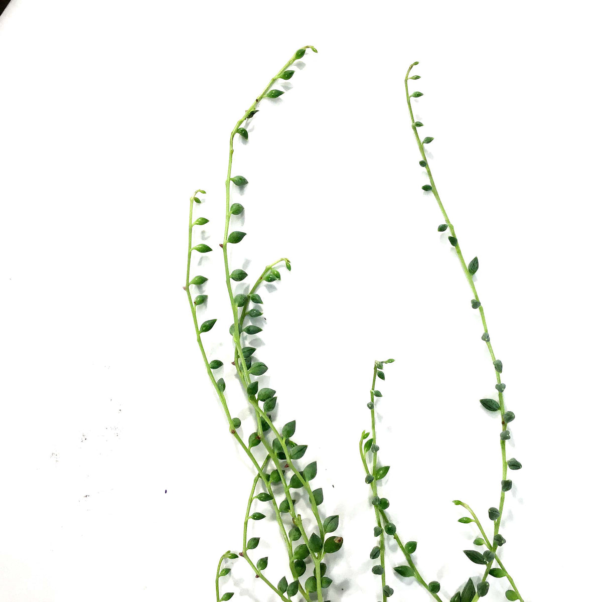 Hanging Basket, 4.5in, Succulent