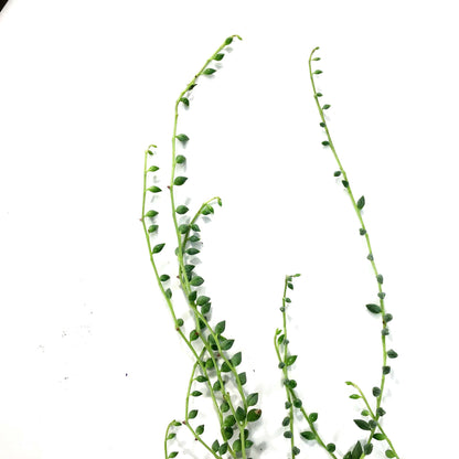 Hanging Basket, 4.5in, Succulent