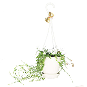 Hanging Basket, 4.5in, Succulent
