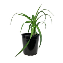 Load image into Gallery viewer, Hemerocallis, 1 gal, Entrapment
