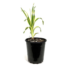 Load image into Gallery viewer, Hemerocallis, 1 gal, Golden Zebra
