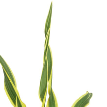 Load image into Gallery viewer, Hemerocallis, 1 gal, Golden Zebra
