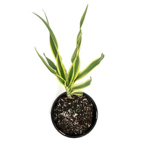 Load image into Gallery viewer, Hemerocallis, 1 gal, Golden Zebra
