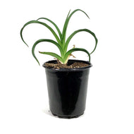 Hemerocallis, 1 gal, Lies & Lipstick