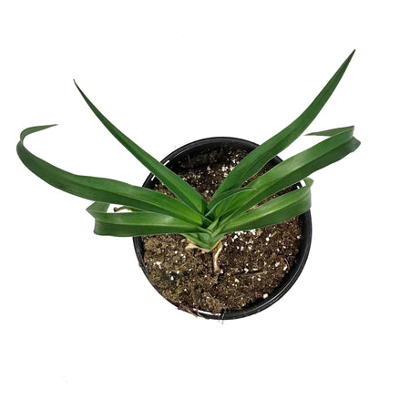 Hemerocallis, 1 gal, Lies & Lipstick