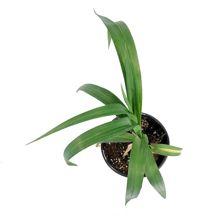 Hemerocallis, 1 gal, Rocket City