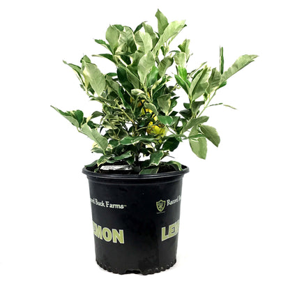Lemon, 3 Gal, Variegated Pink