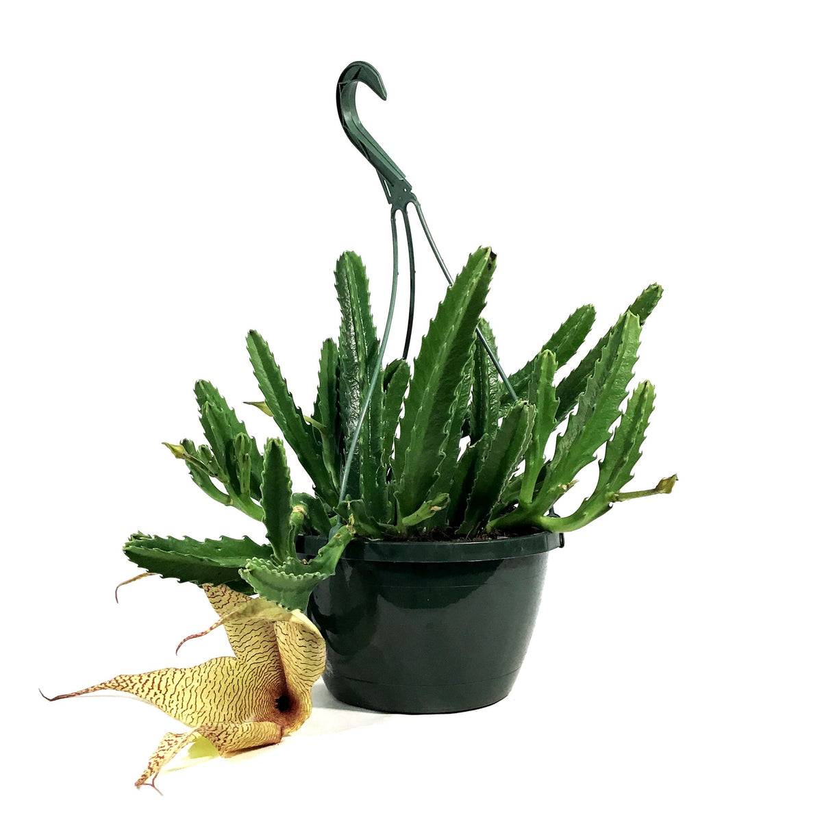 Stapelia, 8in HB, Grandiflora Starfish Cactus
