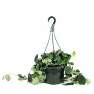 Scindapsus, 8in HB, Silvery Ann