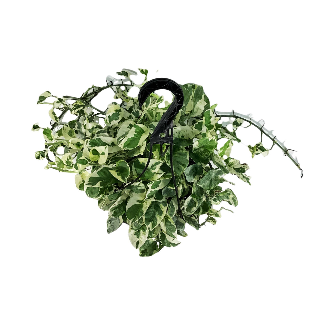 Pothos, 8in Hanging Basket, N'Joy