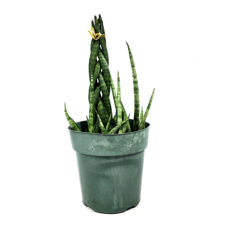 Sansevieria, 6in, Cylindrica Braid