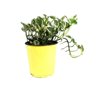 Pothos, 6in, N'Joy