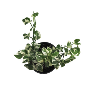 Pothos, 6in, N'Joy