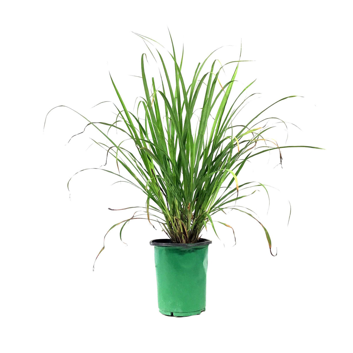 Herb, 6in, Lemongrass