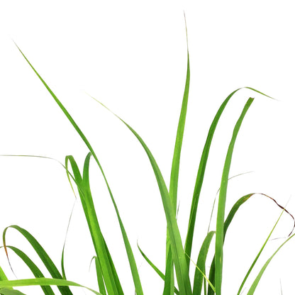 Herb, 6in, Lemongrass