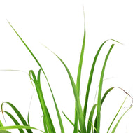 Herb, 6in, Lemongrass