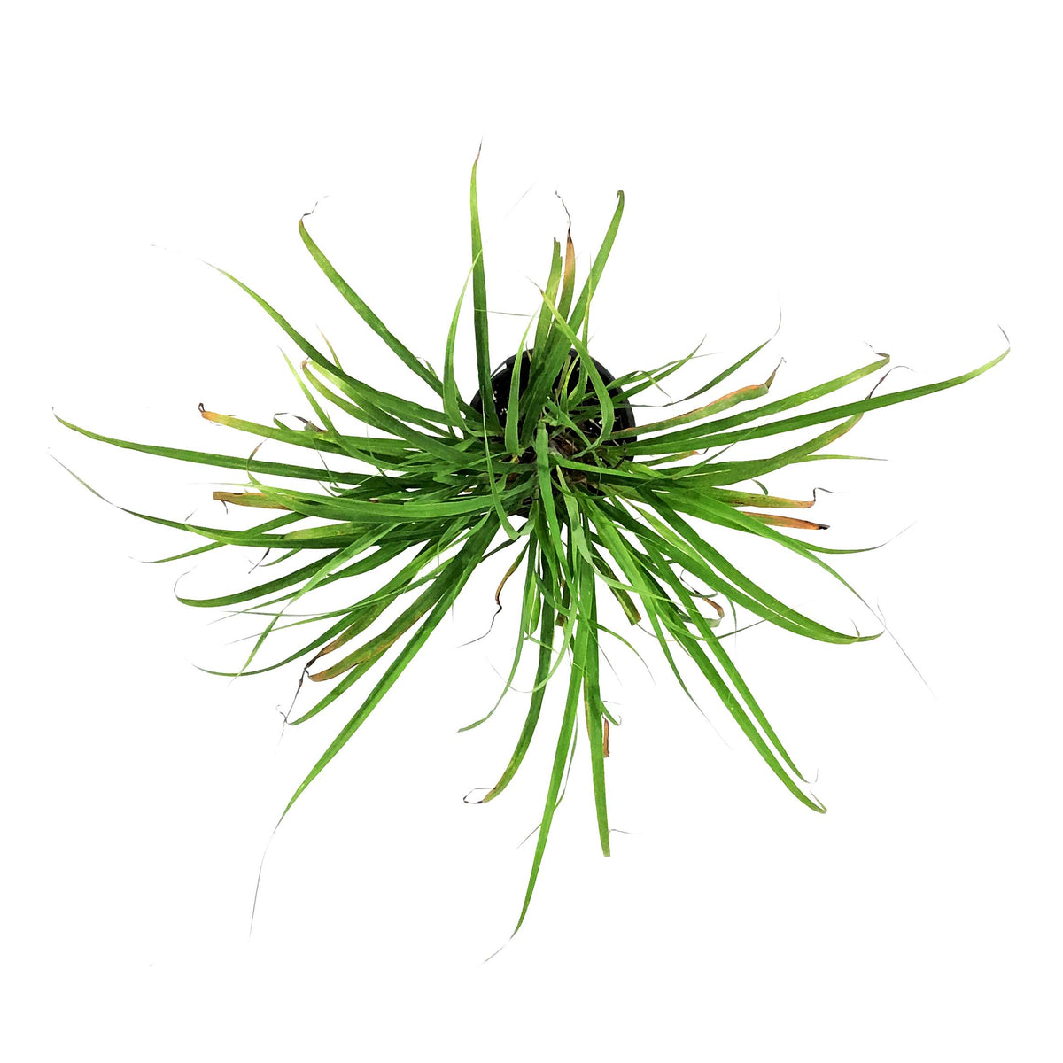 Herb, 6in, Lemongrass