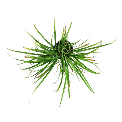 Herb, 6in, Lemongrass