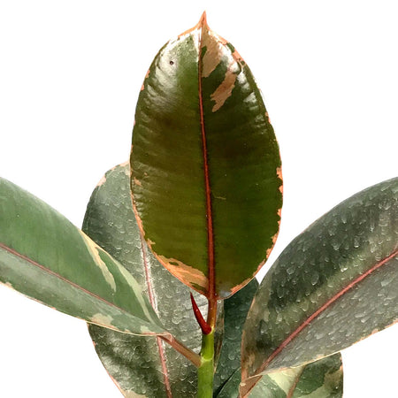 Ficus, 6in, Ruby