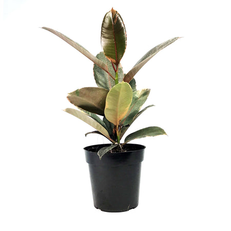 Ficus, 6in, Ruby