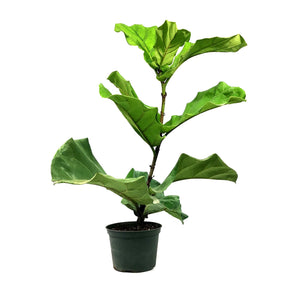 Ficus, 6in, Lyrata Standard