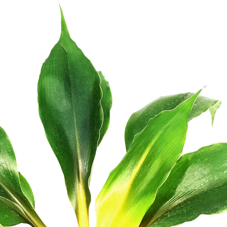 Spider Plant, 6in, Mandarin