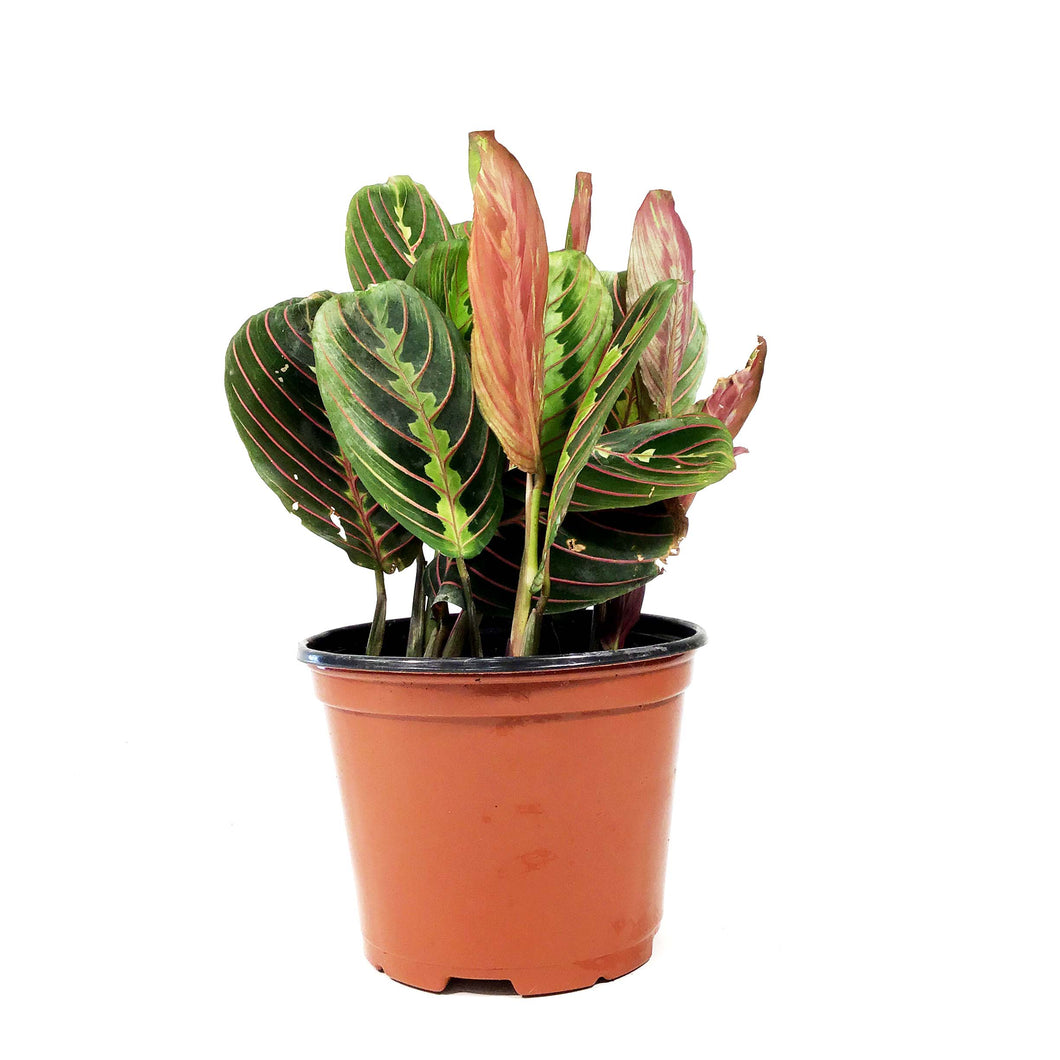 Maranta, 6in, Red