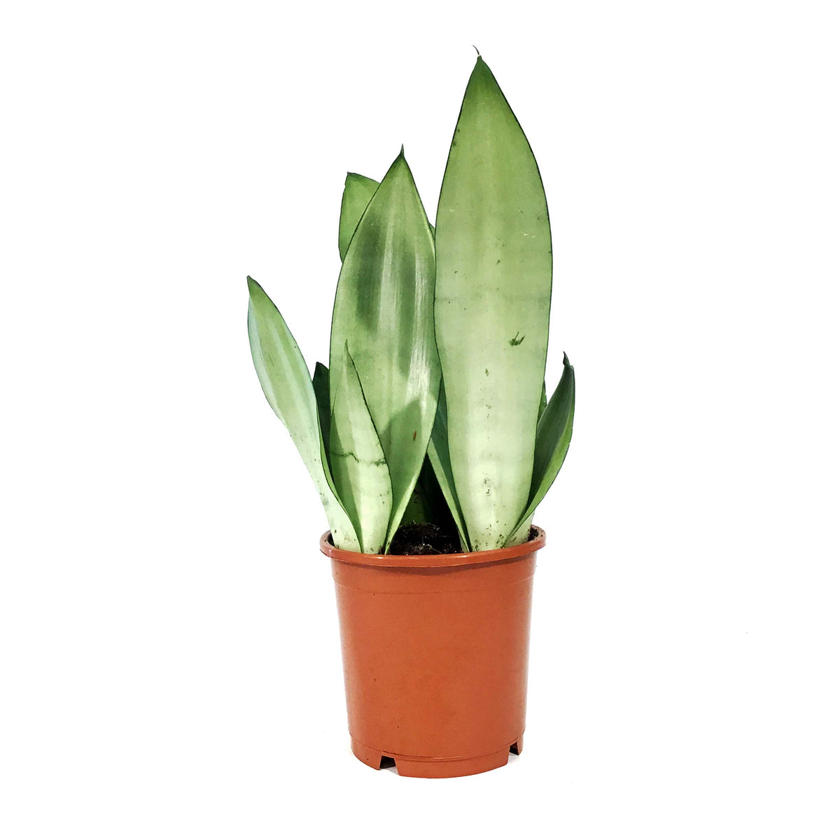 Sansevieria, 5in, Moonshine