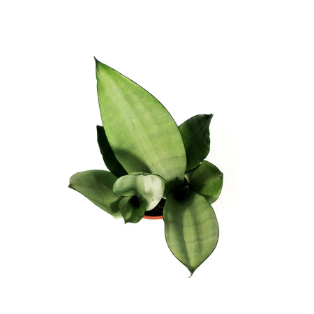 Sansevieria, 5in, Moonshine