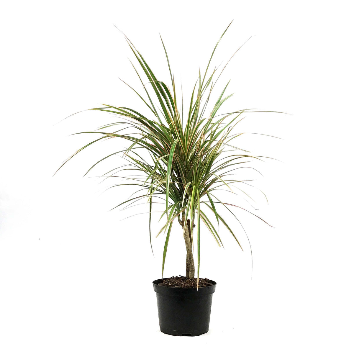 Dracaena, 6in, Bicolor Twist