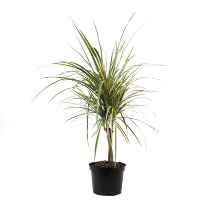 Dracaena, 6in, Bicolor Twist