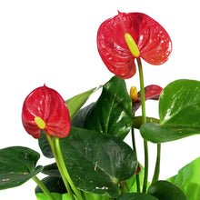 Load image into Gallery viewer, Anthurium, 4in
