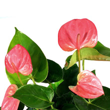 Load image into Gallery viewer, Anthurium, 4in
