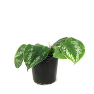 Scindapsus, 4in, Exotica