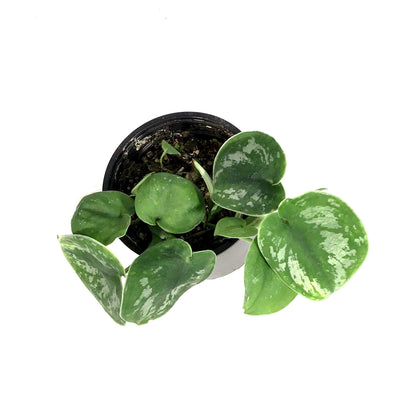 Scindapsus, 4in, Exotica