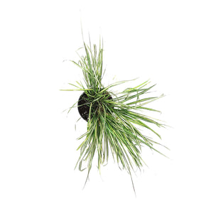 Grass, 1 gal, Eldorado Feather Reed